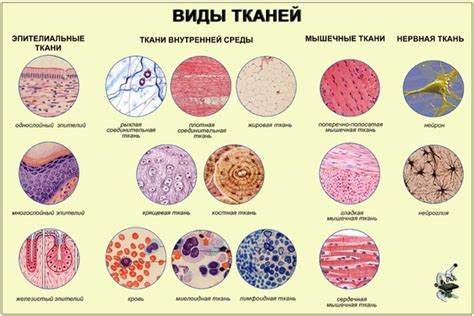 Состав и реакция на разные типы тканей