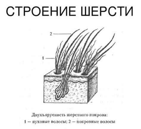 Состав и структура шерсти