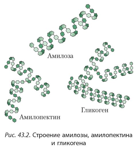 Состав и устройство крахмала