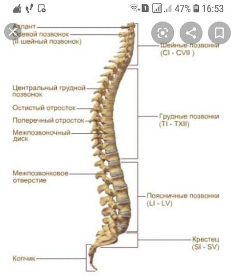 Состав и функции L2 позвонка