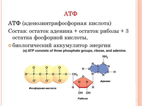 Состав молекулы АТФ