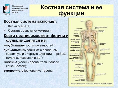 Состояние костной системы