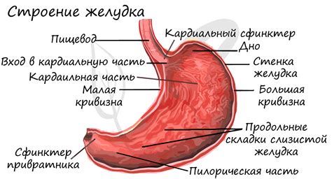 Спазмы пищевода и желудка