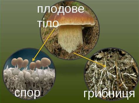 Споры грибов: роль и разновидности