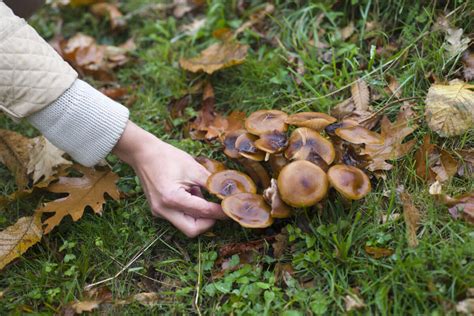 Способы борьбы с поганками вручную