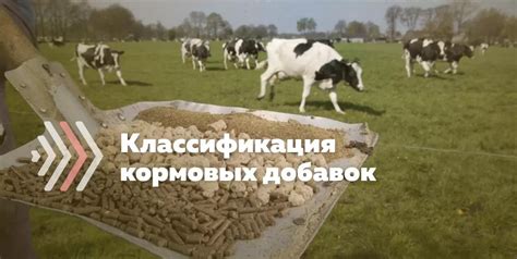 Способы применения кормовых добавок