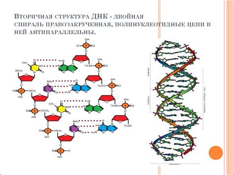 Сравнение состава нуклеотидов ДНК и РНК