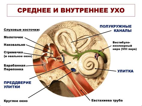 Среднее ухо: важные органы и их роль