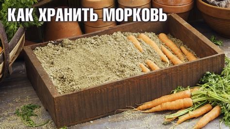 Сроки хранения моркови в подвале