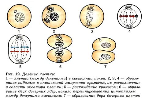 Стадии и последовательность процесса деления