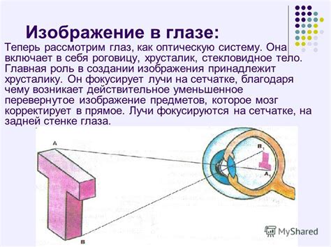 Стекловидное тело: структура и роль в глазе