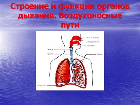 Стимуляция дыхательной системы