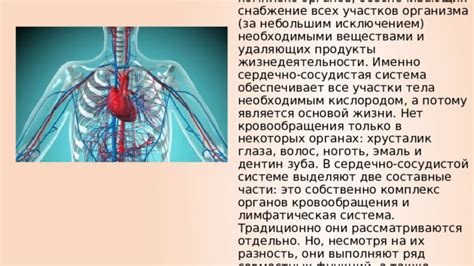 Стимуляция кровообращения и общее укрепление организма