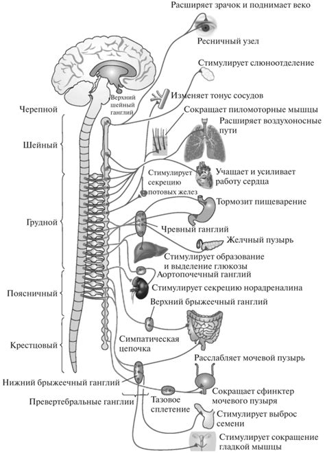 Стимуляция нервной системы и повышение концентрации