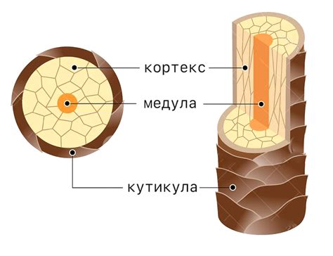 Строение волоса