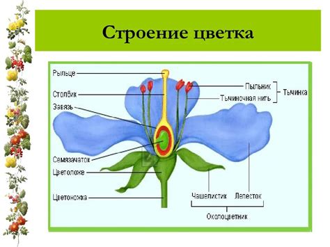 Строение и функции простейших