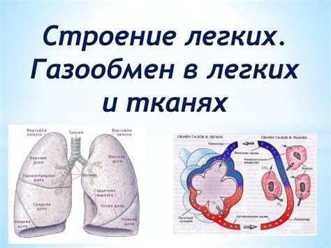 Строение и функция легких