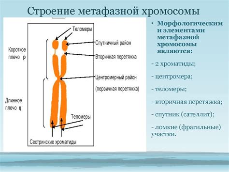 Строение хромосомы: составляющие элементы