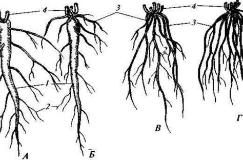 Структура и форма корневой системы