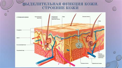 Структура и функции выделительной системы