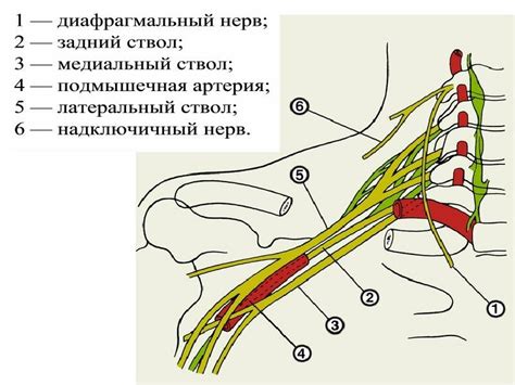 Структура и функции шейного треугольника