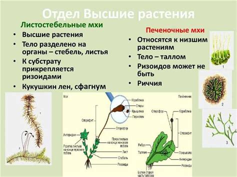 Структура и характеристики высших растений