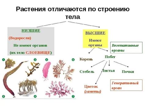 Структура и характеристики низших растений