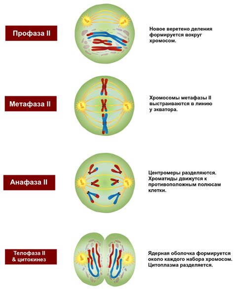 Структура и характер процессов деления