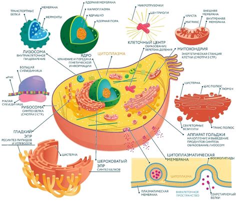 Структура клетки и ее функции