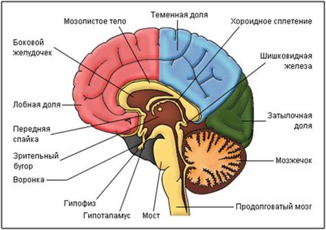 Структура мозга: основные черты