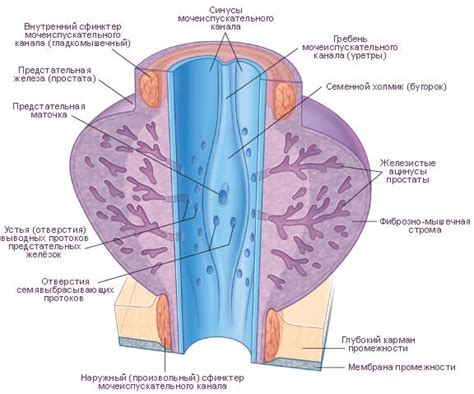 Структура предстательной железы: основные элементы и функции