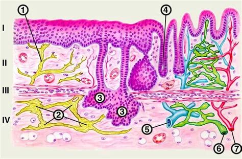 Структура эпителия уретрального u: важные детали