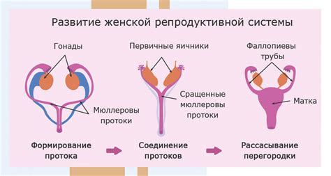 Структурные изменения в органах репродуктивной системы и бесплодие