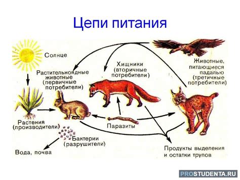 Сущность организмов: объяснение для 3 класса окружающий мир