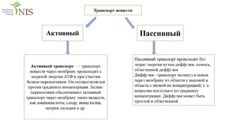 Сходства и различия между наследственностью от матери и отца