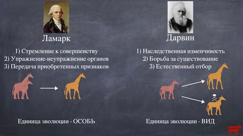 Сходства между теорией Дарвина и Ламарка