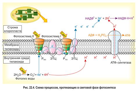 С-фаза