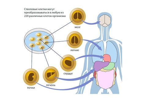 Теломеры и стволовые клетки