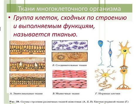 Теория всех тканей и функционирование организмов