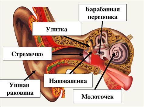 Техники массажа уха