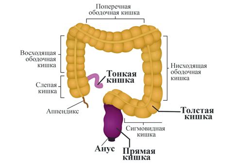 Толстая кишка