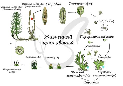 Трава: суть и жизненный цикл