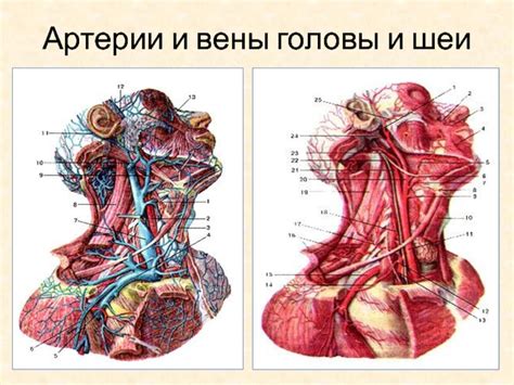 Травматические повреждения шеи