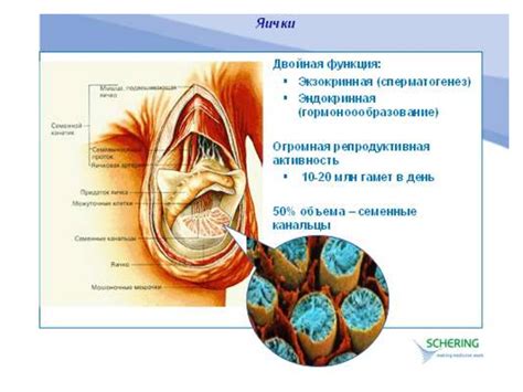 Травма или операция на половых органах