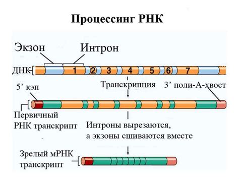 Транскрипция: от ДНК к РНК