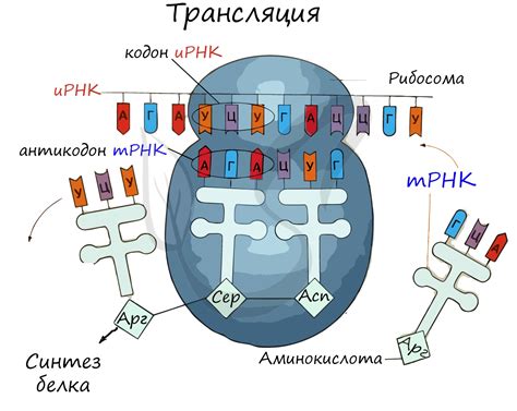 Трансляция: от РНК к аминокислотам