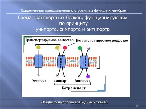 Транспортные функции мембраны