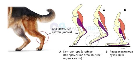 Тренировка после отказа задних лап у собаки