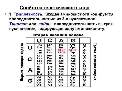 Триплеты нуклеотидов и аминокислоты