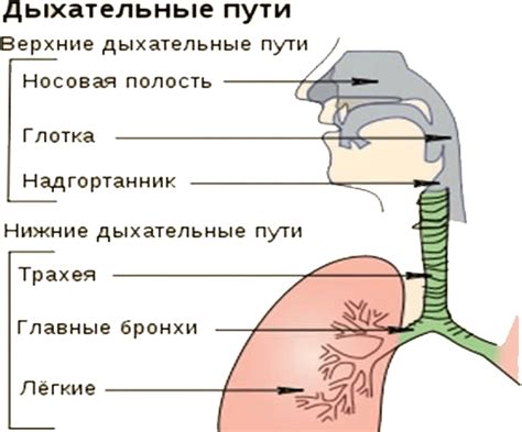 Увлажнение через дыхательные пути